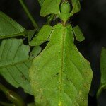 phyllium giganteum site