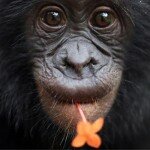 peaceful-bonobo