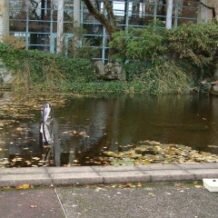 Collège Jean Monnet – atelier sur la biodiversité d’une mare