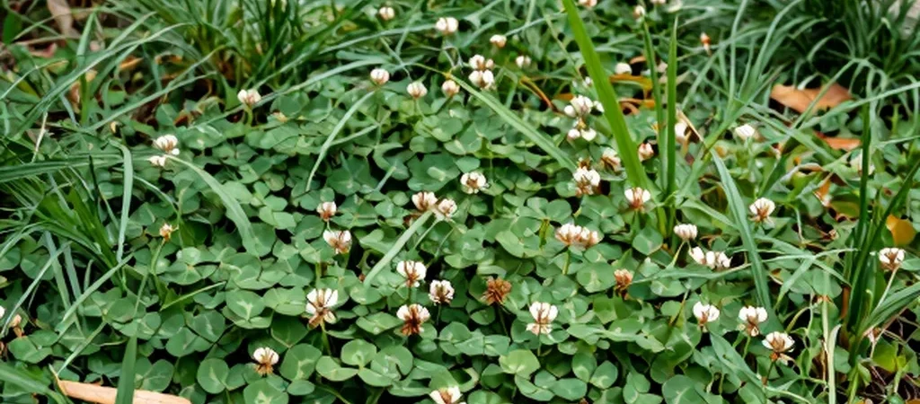A Small Patch Can Reveal Local Biodiversity